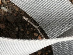 Stenoptilodes littoralis