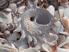 Astraea heliotropium