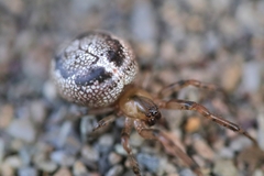 Enoplognatha caricis