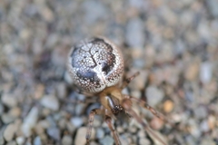 Enoplognatha caricis