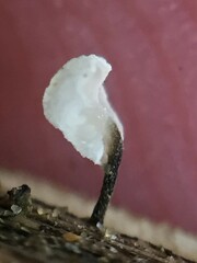 Marasmiellus bonii