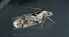 Philobota baryptera