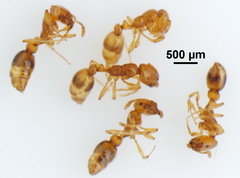 Solenopsis globularia