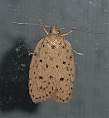 Garrha atripunctatella