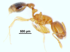 Solenopsis globularia