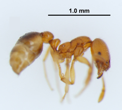 Solenopsis globularia