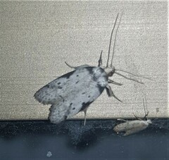 Philobota transversella