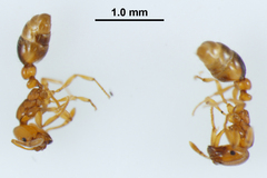 Solenopsis globularia