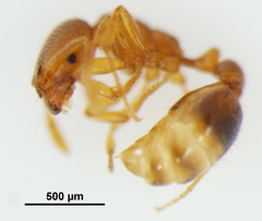 Solenopsis globularia