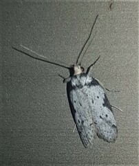 Philobota transversella