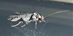 Philobota transversella