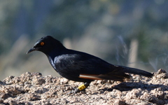 Onychognathus nabouroup