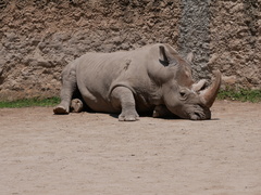 Ceratotherium