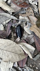 Opisthoplatia