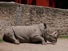 Ceratotherium