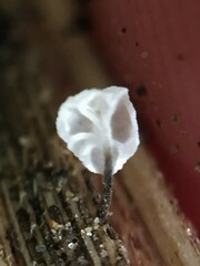 Marasmiellus bonii