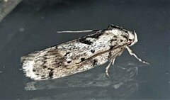 Philobota baryptera