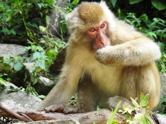 Macaca fuscata fuscata