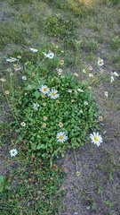 Leucanthemum × superbum