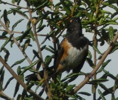 Pipilo erythrophthalmus alleni