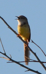 Prinia flavicans