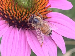 Apis mellifera