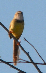 Prinia flavicans