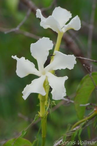 Echites umbellatus, photograph 1