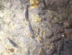 Caridina serrata