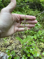 Neottia banksiana