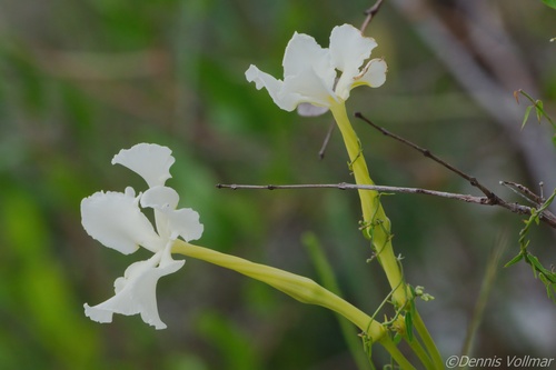 Echites umbellatus, photograph 2