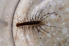 Scutigera coleoptrata