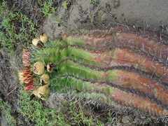 Ferocactus herrerae
