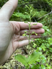 Neottia banksiana