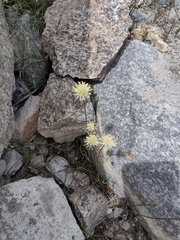 Juncus thomsonii