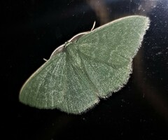 Chlorocoma tachypora