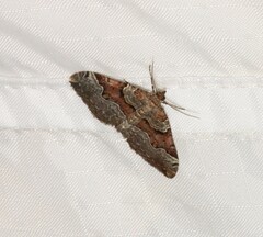 Xanthorhoe decoloraria