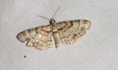 Eupithecia mutata