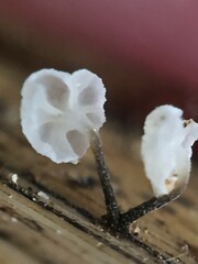 Marasmiellus bonii