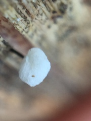 Marasmiellus bonii