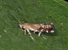 Anacampsis levipedella
