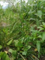 Polygonum achoreum