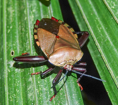 Tessaratomidae