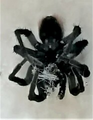 Tliltocatl epicureanus