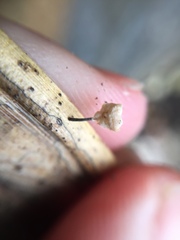 Marasmiellus bonii