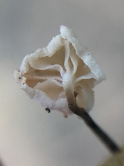Marasmiellus bonii