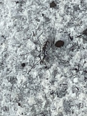 Ellipsoptera gratiosa