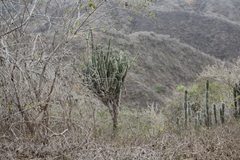 Armatocereus cartwrightianus