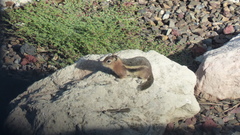 Callospermophilus lateralis