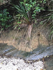 Marasmiellus bonii